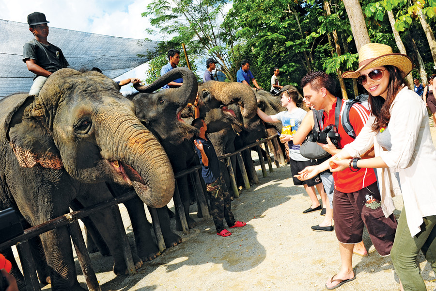 KL to Kuala Gandah Elephant Sanctuary One Day Tour