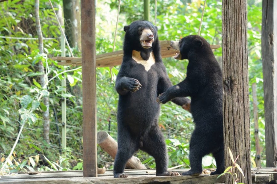 Half-day tour from Sandakan to Sepilok Orangutan & Bornean Sun Bear Conservation Centre.