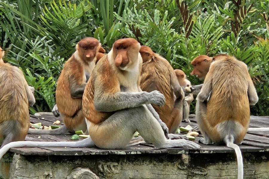 Labuk Bay proboscis monkeys 