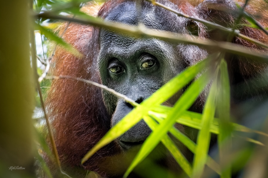 Sepilok Jungle Tour 3D2N: Luxury, Wildlife Encounters, Adventure, and Leisure
