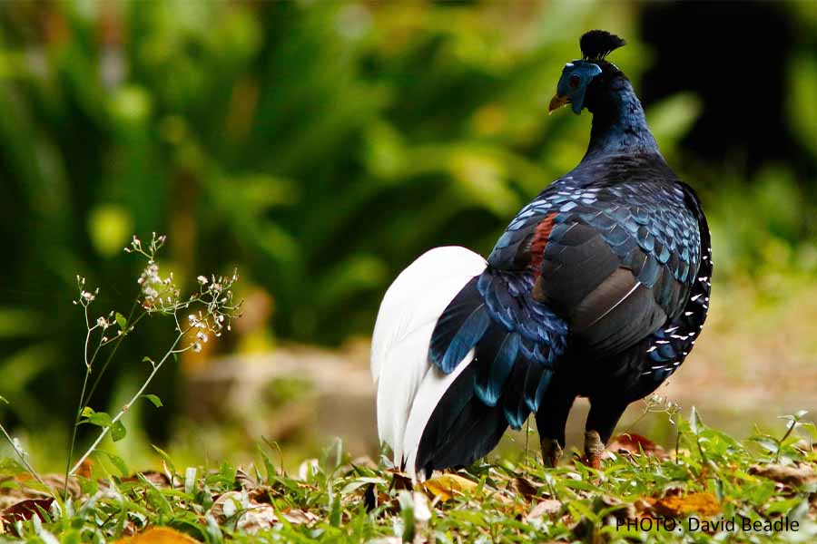 Bird of Taman Negara