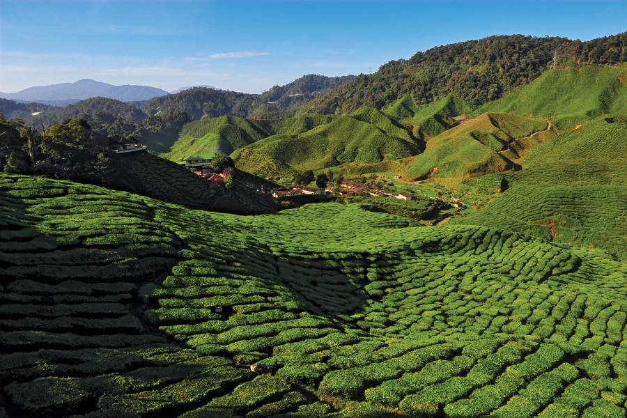 Mount Jasar Trek itinerary with Bharat Tea Plantation